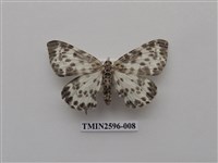 藏品(尺蛾109)的圖片